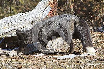 Searching for rodents Stock Photo