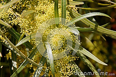 Searsia lancea, Karee tree, African sumac, Willow rhus Stock Photo