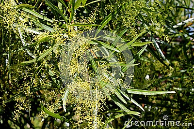 Searsia lancea, Karee tree, African sumac, Willow rhus Stock Photo