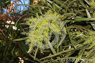 Searsia lancea, Karee tree, African sumac, Willow rhus Stock Photo