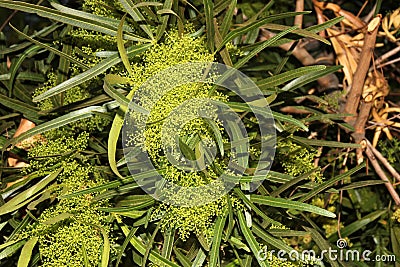 Searsia lancea, Karee tree, African sumac, Willow rhus Stock Photo