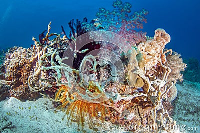 Seascape with different types of hard and soft corals and sea lilies Crinoidea Stock Photo