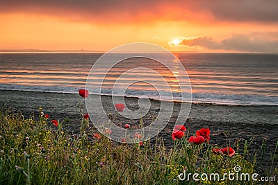 Seascape with poppies Stock Photo