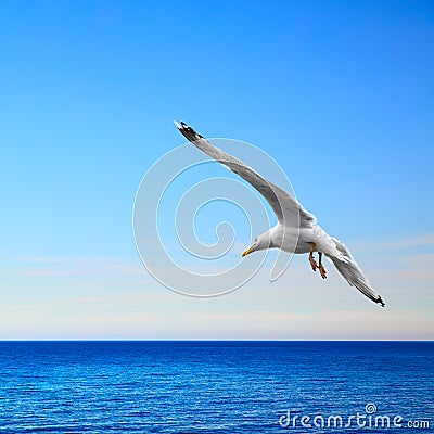 Seascape with seagull Stock Photo