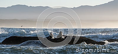 Seascape of storm morning. The colony of seals on the rocky island in the ocean. Waves breaking in spray on a stone island. Stock Photo