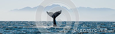 Seascape with Whale tail Stock Photo