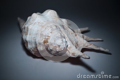 Seashell Stock Photo