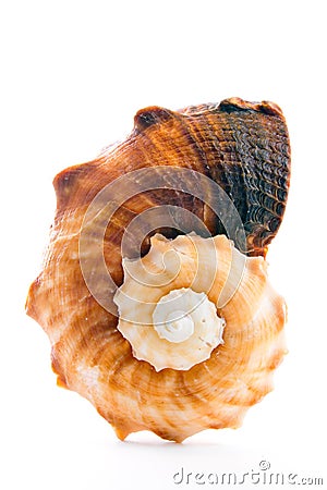 Seashell Stock Photo