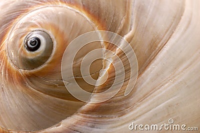 Seashell Stock Photo