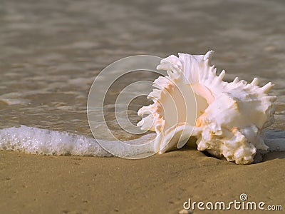 Seashell Stock Photo