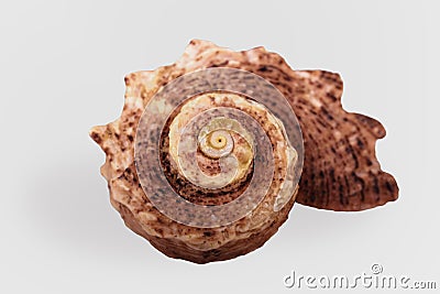 Seashell `Angaria delphinus` close up isolated on white background. Selective focus. Stock Photo