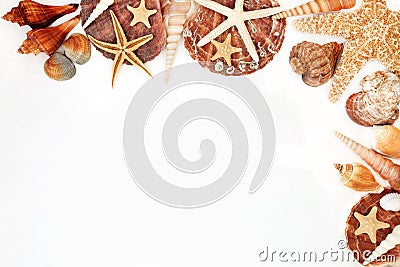 Seashell Background Border Stock Photo