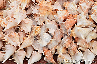 Seashell Stock Photo