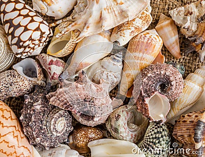 Seashell background, lots of different seashells piled together. Stock Photo