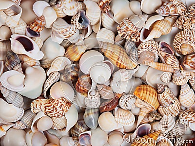 Seashell background, lots of sea snails mixed Stock Photo