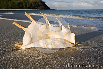 Seashell on a beach in Fiji Stock Photo