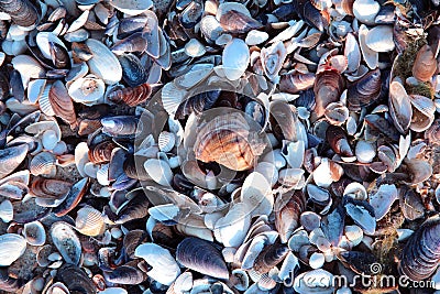 Seashell on the beach natural background Stock Photo