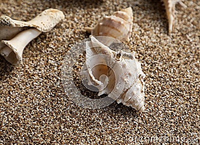 Seashell on the beach. Seashell closeup. Seashell texture background. Stock Photo