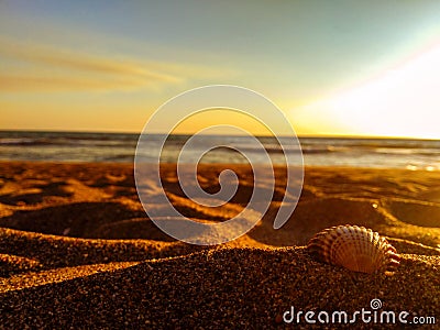 Seashell by the beach shore Stock Photo