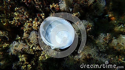 Seashell of bivalve mollusc Glycymeris nummaria on sea bottom, Aegean Sea Stock Photo