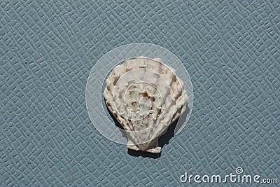 Seashell of bivalve mollusc little knobbly scallop, Caribachlamys pellucens, on a blue background. Stock Photo