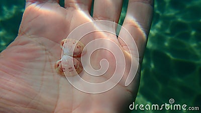 Seashell of bivalve mollusc smooth clam or smooth callista, brown venus (Callista chione) on the hand of a diver Stock Photo