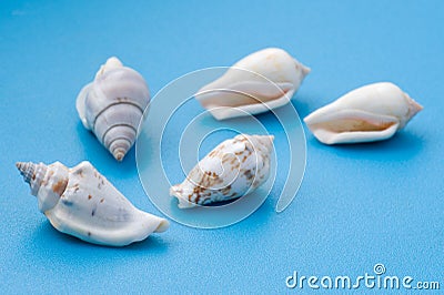 Seashell on blue close up Stock Photo