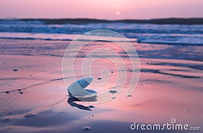 Seashell On Calm Ocean Beach At Sunset Stock Photo