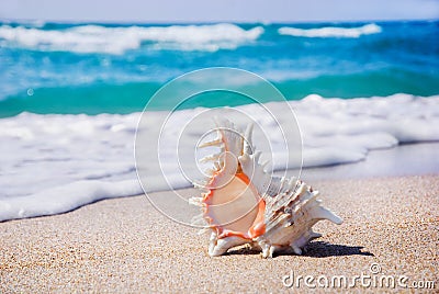 Seashell on the clean sandy beach Stock Photo