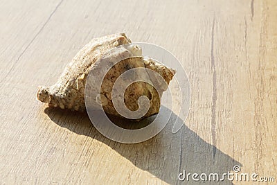 Seashell close up on a beige Stock Photo