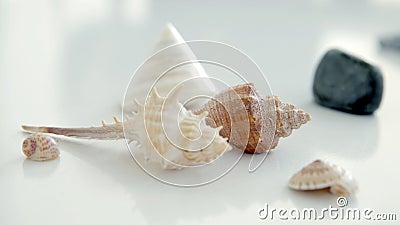 Seashell close up Stock Photo