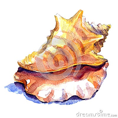 Seashell in close-up on a white Stock Photo