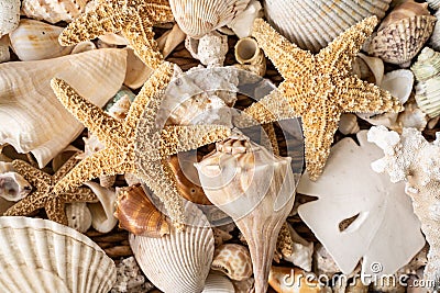 Seashell collection from Sanibel Island, Florida Stock Photo