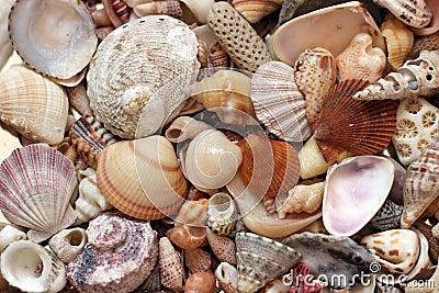 Seashell Collection Stock Photo