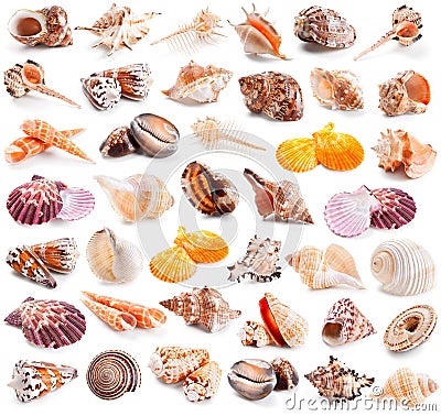 Seashell collection isolated on a white Stock Photo