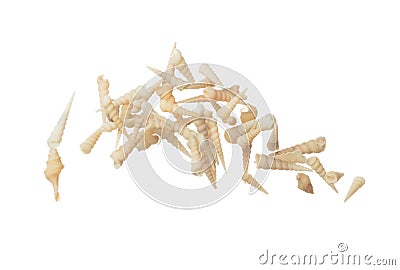 Seashell fall splashing in air. sea shell explosion flying, abstract cloud fly. Many Small cream spike Seashell scatter in many Stock Photo