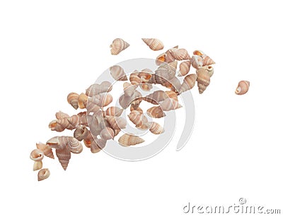 Seashell fall splashing in air. sea shell explosion flying, abstract cloud fly. Many Small pink Seashell scatter in many group. Stock Photo
