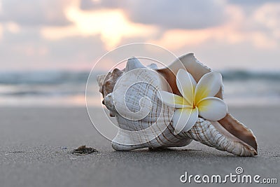 SEA SHELL AND PLUMERIA FLOWER AT SUNSET Stock Photo