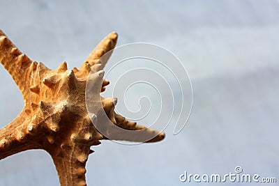 Seashell on a gray background. Stock Photo