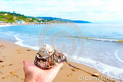 Seashell in Hand Against Ocean Backdrop in Malibu Stock Photo