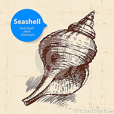 Seashell hand drawn sketch. Vintage illustration Vector Illustration