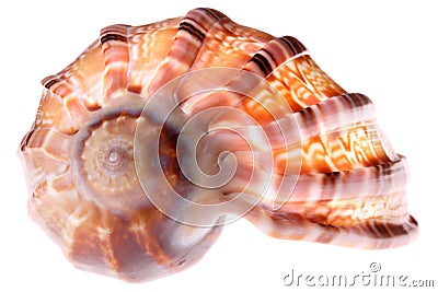 Seashell isolated Stock Photo