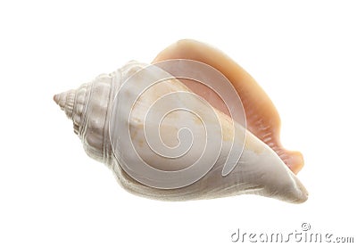 Seashell isolated on white Stock Photo