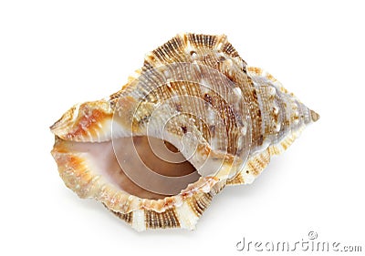 Seashell isolated on white background Stock Photo