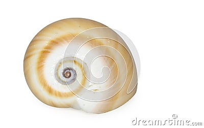 Seashell isolated on white background Stock Photo