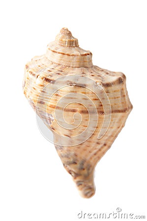 Seashell Stock Photo