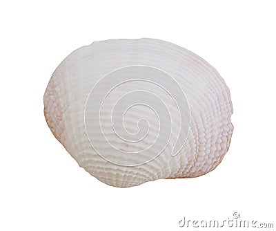 Seashell Stock Photo