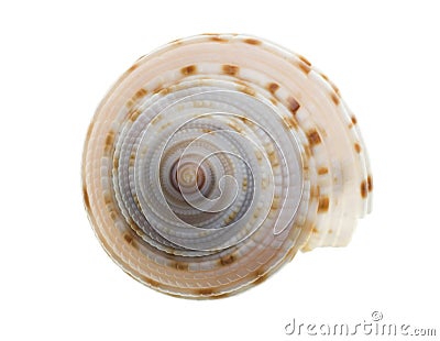 Seashell isolated on white background Stock Photo