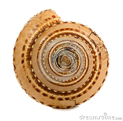 Seashell isolated on white background Stock Photo