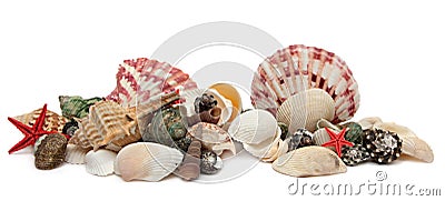 Seashell isolated on white background Stock Photo